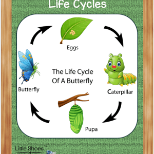 Kindergarten Science Life Cycles